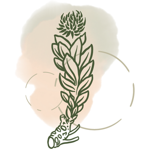 rhodiola rosea for ADHD