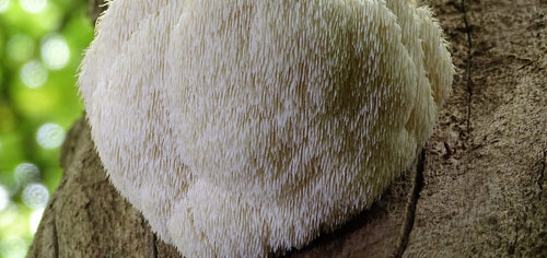Close-up of Lion’s Mane Mushroom used in London Nootropics mushroom coffee blends
