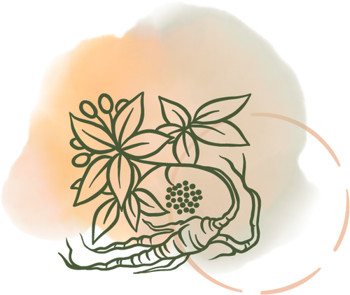 Siberian ginseng graphic adaptogenic